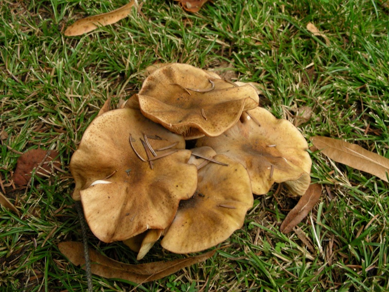 Strana Armillaria